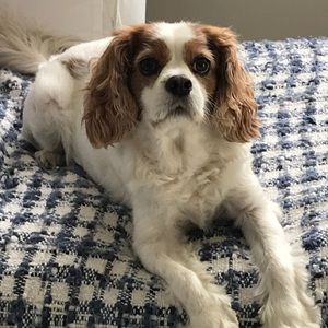 Meet your Posher, Shade